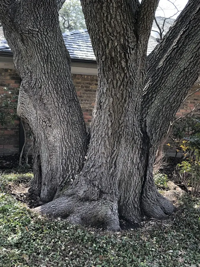 Mature heritage tree close to a Russellville property cared for by certified arborists